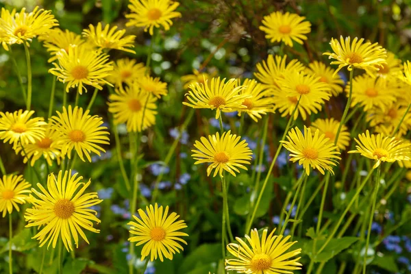 Gele Bloeiende Doronicum Orientale Oosterse Luipaard Bane Planten Gele Doronicum — Stockfoto