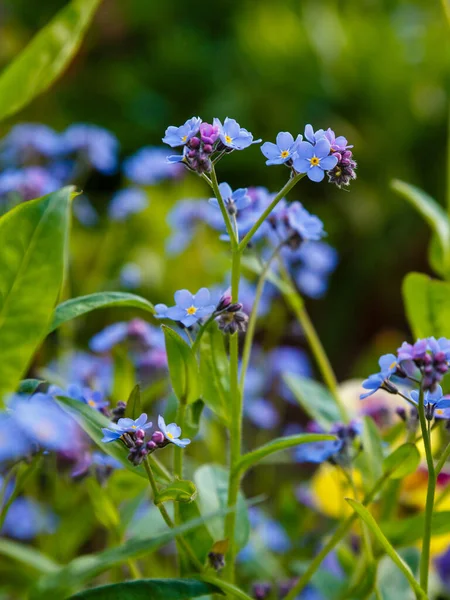 Flores Azules Olvidarme Fondo Verano Primavera Copiar Espacio — Foto de Stock