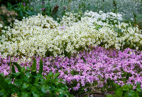Цветки Phlox Divaricata Весной Flox Divaricata Красивое Цветочное Растение Саду — стоковое фото