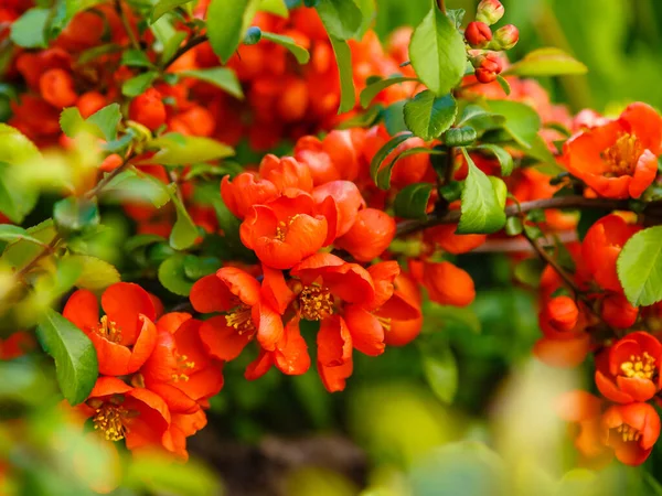 Flowering Quince Rubra Chaenomeles Speciosa Syn Chaenomeles Lagenaria Flowering Ornamental — Stock Photo, Image