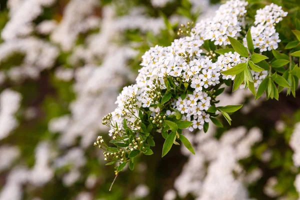 春に穂状花序の花を咲かせます 庭のスパイアの白い花 景観デザインのための装飾的な開花低木 — ストック写真