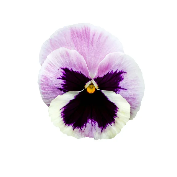 Pansy Fiore Giardino Primaverile Viola Tricolore Disposizione Floreale Disegno Floreale — Foto Stock