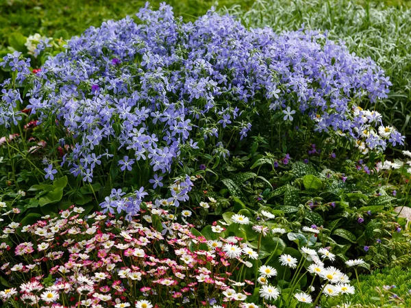 Blue Flowers Phlox Divaricata Springtime Phlox Divaricata Beautiful Flowering Plant — Stock Photo, Image