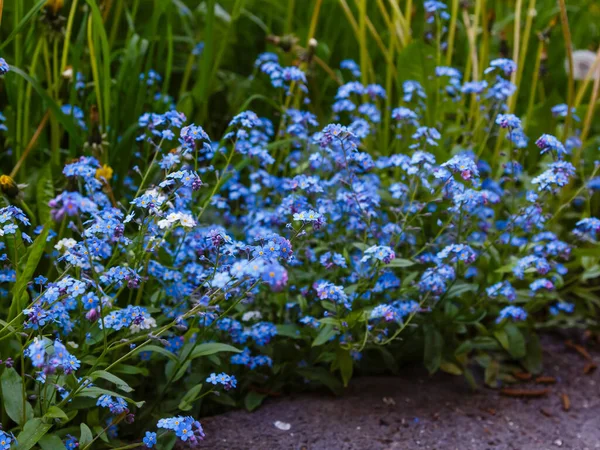 Flores Azules Olvidarme Fondo Verano Primavera Copiar Espacio — Foto de Stock