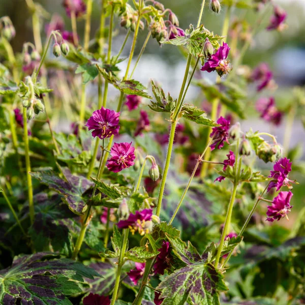 Purple and red flowers of Geranium phaeum Samobor in spring garden