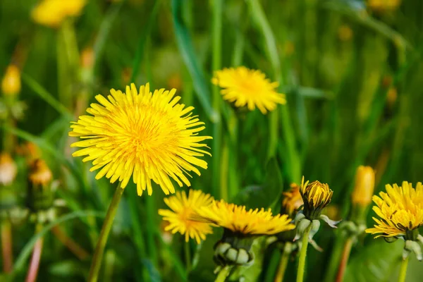 Gele Bloemen Van Paardebloemen Groene Achtergronden Voorjaar Zomer Achtergrond — Stockfoto