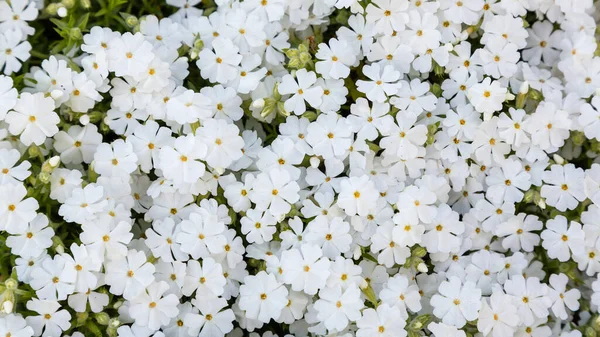 Flores Brancas Primula Jardim Primavera Primroses São Primeiras Flores Que — Fotografia de Stock