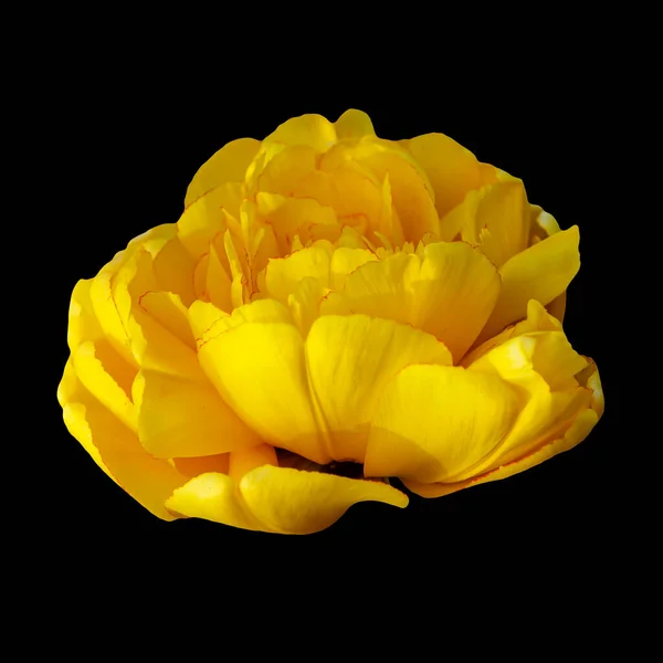 Tulipán Amarillo Doble Cerca — Foto de Stock
