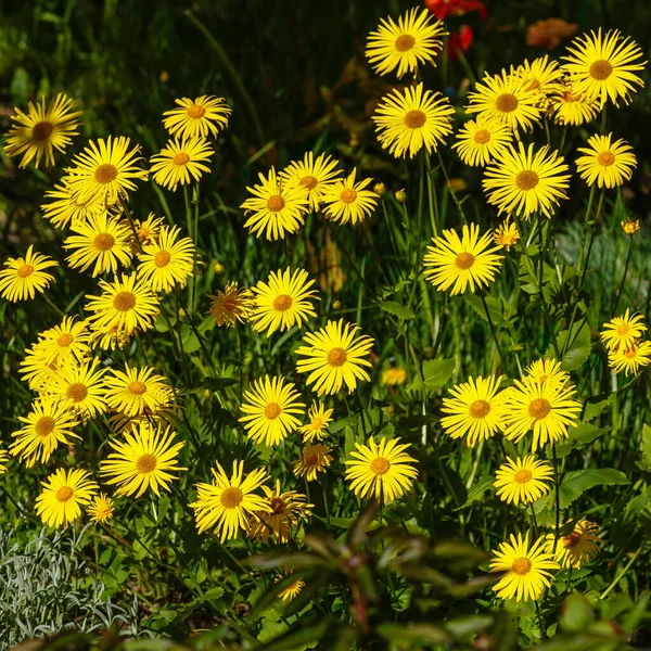 Yellow Flowering Doronicum Orientale Oriental Leopard Bane Plants Цветки Желтого — стоковое фото