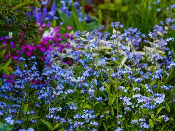 Felejts Kék Virágai Nyári Vagy Tavaszi Háttér Fénymásolási Hely — Stock Fotó