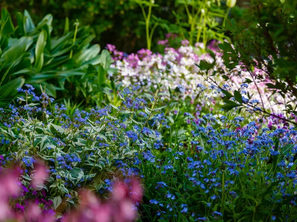 Blue Flowers Forget Summer Spring Background Copy Space — Stock Photo, Image