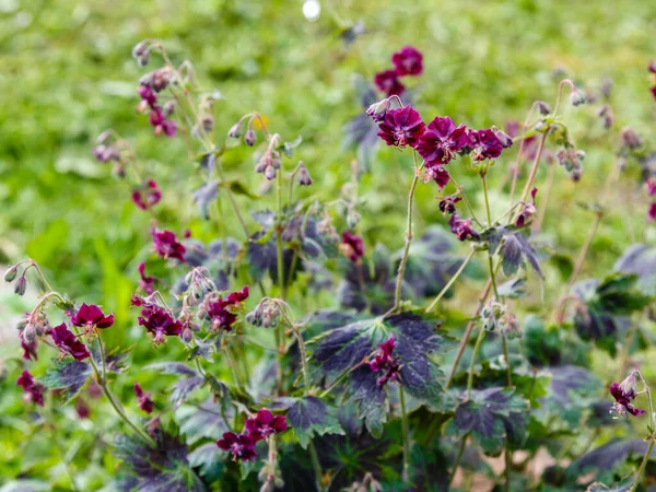 Purple Red Flowers Geranium Phaeum Samobor Spring Garden — Stock Photo, Image