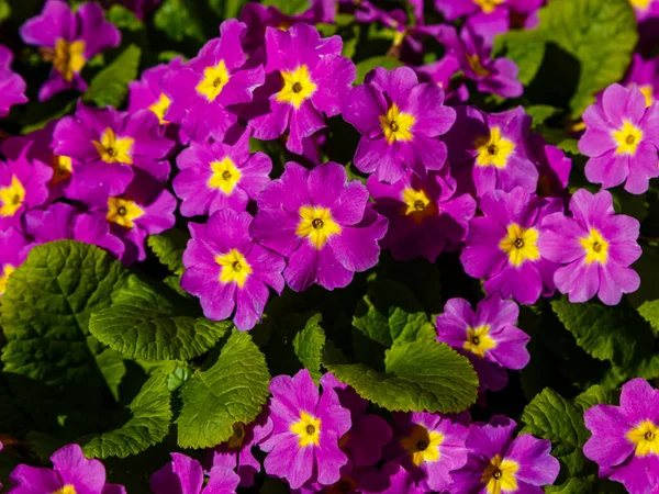 Purple Flowers Primula Spring Garden Purple Primula Vulgaris Primrose Flowering — Stock Photo, Image