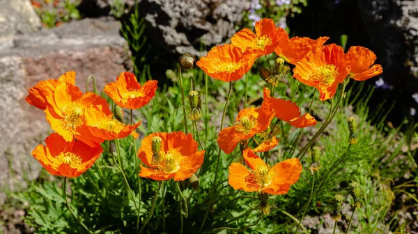 Eschscholzia Californica Rock Garden Orange Flowers California Poppy Spring Garden Stock Image