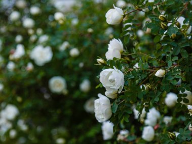 Beyaz Dogrose veya Briar çiçekleri.