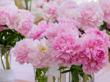 Çiçek açan narin şakayık çiçekleri şenlikli arka plan, pastel ve yumuşak buket çiçekli kart