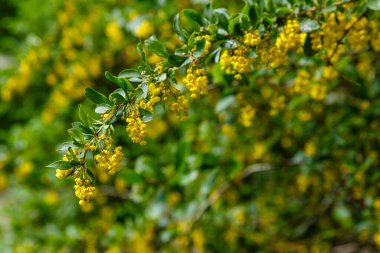 Böğürtlen çiçekleri, yaz bahçesinde doğal bir arka planda.