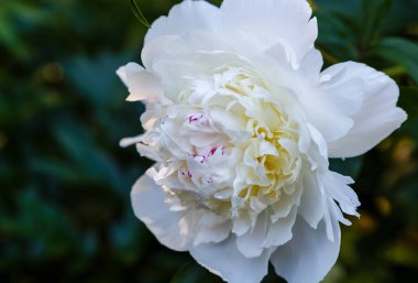 Beyaz şakayık çiçeği doğal arkaplanda