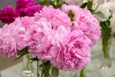 Çiçek açan narin pembe şakayık çiçekleri şenlik arka planı, pastel ve çiçek buketi kartı.