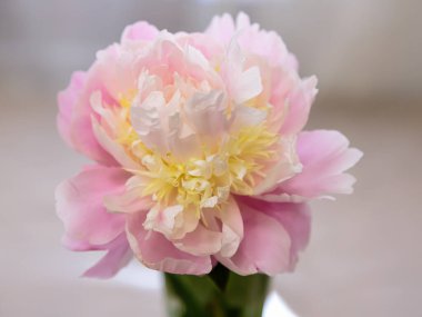 Pembe şakayık çiçeği.