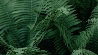 Yeşil tropikal arka planda orman bitkileri. Eğrelti otu yapraklarının arka planı. Eğreltiotu yapraklarının egzotik arkaplanı
