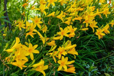 Hemerocallis 'in sarı çiçekleri, Zambak çiçekleri. Çiçekli sarı zambaklar. Çiçek arka planı