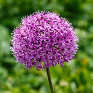 Bahçede güneşli bir günde çiçek açan mor alyan çiçekleri (allium giganteum). Bahçıvanlık konsepti, soğan yetiştirme...