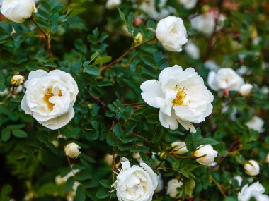 Beyaz Dogrose veya Briar çiçekleri.