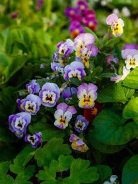 Viola, Violaceae familyasından bir bitki cinsidir. Bahçedeki nonoş ya da üç renkli viyola