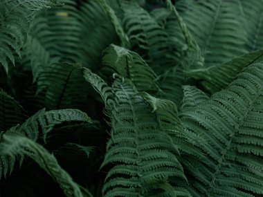 Yeşil tropikal arka planda orman bitkileri. Eğrelti otu yapraklarının arka planı. Eğreltiotu yapraklarının egzotik arkaplanı
