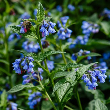 Bahçedeki yaygın kozalak (Symphytum officinale) çiçekleri. Bahçedeki şifalı bitkiler