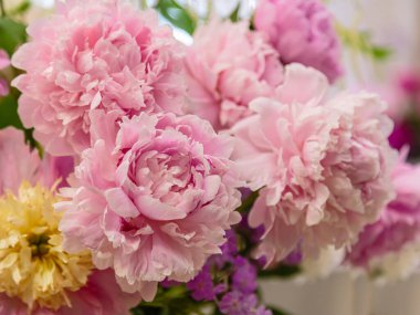 Çiçek açan narin şakayık çiçekleri şenlikli arka plan, pastel ve yumuşak buket çiçekli kart