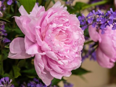 Çiçek açan narin pembe şakayık çiçekleri şenlik arka planı, pastel ve çiçek buketi kartı.