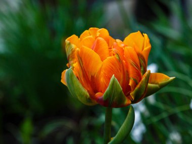 Turuncu Tulipa Prensesi. Bahçedeki güzel turuncu laleler, soğanlı bitkilerin yetiştirilmesi. Melez lale çiçekleri. Bahçe ve manzara tasarımı kavramı