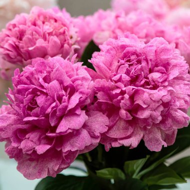 Çiçek açan narin şakayık çiçekleri şenlikli arka plan, pastel ve yumuşak buket çiçekli kart