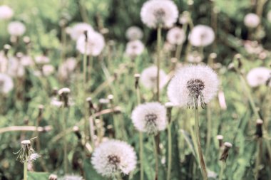 Karahindiba, Taraxacum, üfleme topları ile arka plan