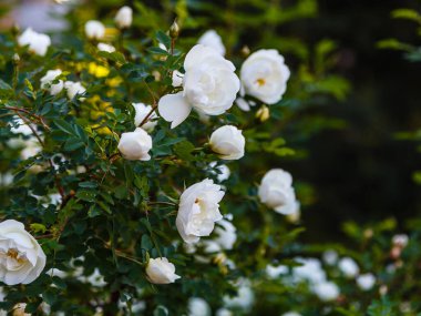 Beyaz Dogrose veya Briar çiçekleri.