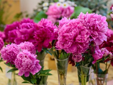 Çiçek açan narin pembe şakayık çiçekleri şenlik arka planı, pastel ve çiçek buketi kartı.