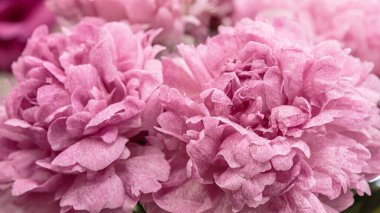 Çiçek açan narin şakayık çiçekleri şenlikli arka plan, pastel ve yumuşak buket çiçekli kart