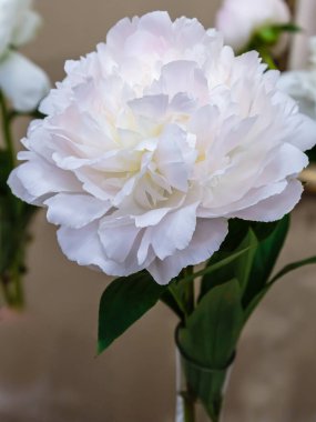 Beyaz şakayık çiçeği yakın plan  