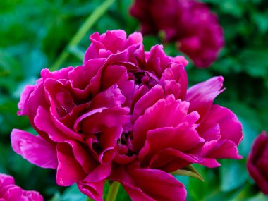 Şakayığın mor çiçeği. Yaklaş. 