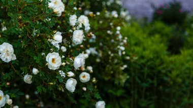 Beyaz Dogrose veya Briar çiçekleri.