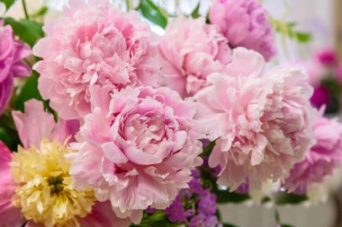 Çiçek açan narin şakayık çiçekleri şenlikli arka plan, pastel ve yumuşak buket çiçekli kart