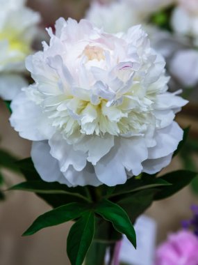 Beyaz şakayık çiçeği yakın plan  