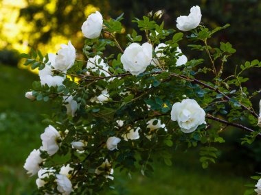 Beyaz Dogrose veya Briar çiçekleri.