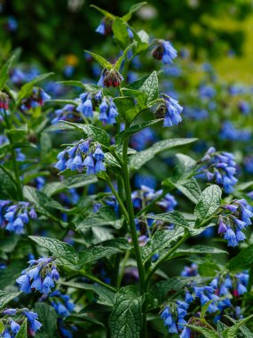 Bahçedeki yaygın kozalak (Symphytum officinale) çiçekleri. Bahçedeki şifalı bitkiler