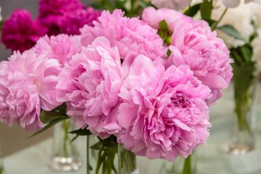 Çiçek açan narin pembe şakayık çiçekleri şenlik arka planı, pastel ve çiçek buketi kartı.