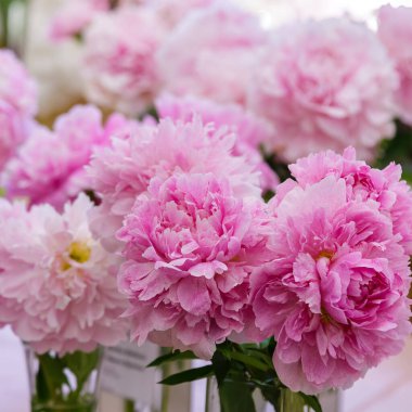 Çiçek açan narin şakayık çiçekleri şenlikli arka plan, pastel ve yumuşak buket çiçekli kart