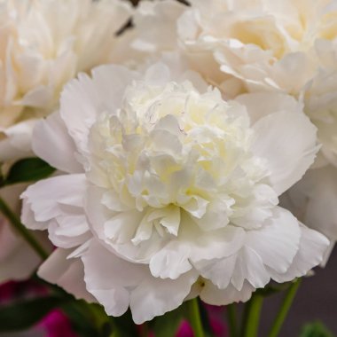 Çiçek açan narin şakayık çiçekleri şenlikli arka plan, pastel ve yumuşak buket çiçekli kart 