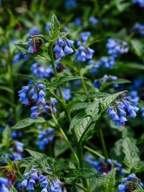 Bahçedeki yaygın kozalak (Symphytum officinale) çiçekleri. Bahçedeki şifalı bitkiler